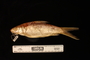 photo of Barbus lithopidos FMNH 2316 left lateral view 2 of 2 specimens